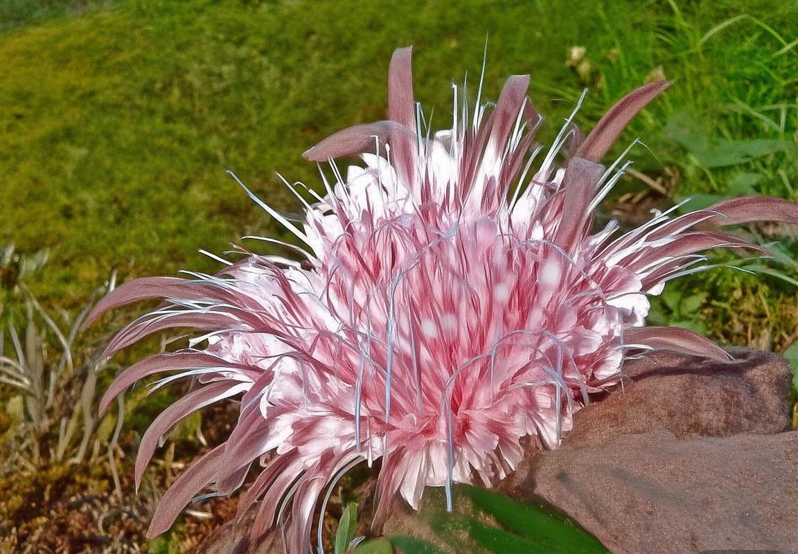 拜仁慕尼黑VS莱比锡：赛前备战揭秘及赛后影响解析(图3)